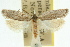  ( - 11ANIC-08370)  @11 [ ] CreativeCommons - Attribution (2011) ANIC/CBG Photography Group Centre for Biodiversity Genomics