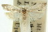  ( - 11ANIC-08372)  @11 [ ] CreativeCommons - Attribution (2011) ANIC/CBG Photography Group Centre for Biodiversity Genomics