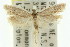  ( - 11ANIC-08374)  @13 [ ] CreativeCommons - Attribution (2011) ANIC/CBG Photography Group Centre for Biodiversity Genomics
