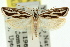  ( - 11ANIC-08381)  @14 [ ] CreativeCommons - Attribution (2011) ANIC/CBG Photography Group Centre for Biodiversity Genomics