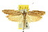  ( - 11ANIC-08428)  @14 [ ] CreativeCommons - Attribution (2011) ANIC/CBG Photography Group Centre for Biodiversity Genomics