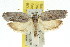  ( - 11ANIC-08432)  @13 [ ] CreativeCommons - Attribution (2011) ANIC/CBG Photography Group Centre for Biodiversity Genomics