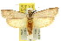  ( - 11ANIC-08586)  @13 [ ] CreativeCommons - Attribution (2011) ANIC/CBG Photography Group Centre for Biodiversity Genomics