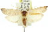  ( - 11ANIC-08593)  @14 [ ] CreativeCommons - Attribution (2011) ANIC/CBG Photography Group Centre for Biodiversity Genomics