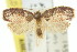  ( - 11ANIC-08804)  @11 [ ] CreativeCommons - Attribution (2011) ANIC/CBG Photography Group Centre for Biodiversity Genomics