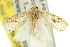  ( - 11ANIC-08815)  @12 [ ] CreativeCommons - Attribution (2011) ANIC/CBG Photography Group Centre for Biodiversity Genomics