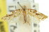  ( - 11ANIC-08819)  @11 [ ] CreativeCommons - Attribution (2011) ANIC/CBG Photography Group Centre for Biodiversity Genomics