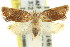  ( - 11ANIC-08821)  @11 [ ] CreativeCommons - Attribution (2011) ANIC/CBG Photography Group Centre for Biodiversity Genomics