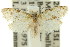  ( - 11ANIC-08918)  @11 [ ] CreativeCommons - Attribution (2011) ANIC/CBG Photography Group Centre for Biodiversity Genomics