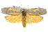  ( - 11ANIC-09122)  @13 [ ] CreativeCommons - Attribution (2011) ANIC/CBG Photography Group Centre for Biodiversity Genomics