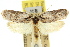  ( - 11ANIC-09126)  @11 [ ] CreativeCommons - Attribution (2011) ANIC/CBG Photography Group Centre for Biodiversity Genomics