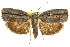  ( - 11ANIC-09130)  @14 [ ] CreativeCommons - Attribution (2011) ANIC/CBG Photography Group Centre for Biodiversity Genomics