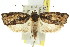  ( - 11ANIC-09201)  @11 [ ] CreativeCommons - Attribution (2011) ANIC/CBG Photography Group Centre for Biodiversity Genomics