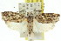  ( - 11ANIC-09204)  @13 [ ] CreativeCommons - Attribution (2011) ANIC/CBG Photography Group Centre for Biodiversity Genomics