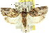 ( - 11ANIC-09205)  @13 [ ] CreativeCommons - Attribution (2011) ANIC/CBG Photography Group Centre for Biodiversity Genomics