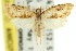  ( - 11ANIC-09339)  @11 [ ] CreativeCommons - Attribution (2011) ANIC/CBG Photography Group Centre for Biodiversity Genomics