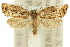  ( - 11ANIC-09362)  @14 [ ] CreativeCommons - Attribution (2011) ANIC/CBG Photography Group Centre for Biodiversity Genomics