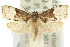  (Asthenoptycha heminipha - 11ANIC-09388)  @13 [ ] CreativeCommons - Attribution (2011) ANIC/CBG Photography Group Centre for Biodiversity Genomics