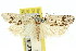  ( - 11ANIC-09407)  @12 [ ] CreativeCommons - Attribution (2011) ANIC/CBG Photography Group Centre for Biodiversity Genomics