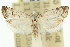  ( - 11ANIC-09425)  @15 [ ] CreativeCommons - Attribution (2011) ANIC/CBG Photography Group Centre for Biodiversity Genomics