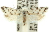  ( - 11ANIC-09443)  @14 [ ] CreativeCommons - Attribution (2011) ANIC/CBG Photography Group Centre for Biodiversity Genomics