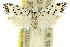  ( - 11ANIC-09444)  @15 [ ] CreativeCommons - Attribution (2011) ANIC/CBG Photography Group Centre for Biodiversity Genomics