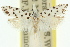  ( - 11ANIC-09446)  @15 [ ] CreativeCommons - Attribution (2011) ANIC/CBG Photography Group Centre for Biodiversity Genomics