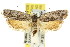  ( - 11ANIC-09453)  @13 [ ] CreativeCommons - Attribution (2011) ANIC/CBG Photography Group Centre for Biodiversity Genomics