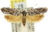  (Procometis genialis - 11ANIC-09455)  @15 [ ] CreativeCommons - Attribution (2011) ANIC/CBG Photography Group Centre for Biodiversity Genomics