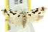  ( - 11ANIC-09481)  @11 [ ] CreativeCommons - Attribution (2011) ANIC/CBG Photography Group Centre for Biodiversity Genomics