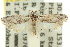  ( - 11ANIC-09500)  @14 [ ] CreativeCommons - Attribution (2011) ANIC/CBG Photography Group Centre for Biodiversity Genomics