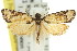  ( - 11ANIC-09501)  @14 [ ] CreativeCommons - Attribution (2011) ANIC/CBG Photography Group Centre for Biodiversity Genomics