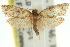  ( - 11ANIC-09518)  @13 [ ] CreativeCommons - Attribution (2011) ANIC/CBG Photography Group Centre for Biodiversity Genomics