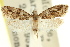  ( - 11ANIC-09631)  @11 [ ] CreativeCommons - Attribution (2011) ANIC/CBG Photography Group Centre for Biodiversity Genomics