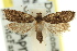  (Dichelia sp. ANIC2 - 11ANIC-09663)  @14 [ ] CreativeCommons - Attribution (2011) ANIC/CBG Photography Group Centre for Biodiversity Genomics