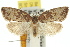  ( - 11ANIC-09672)  @14 [ ] CreativeCommons - Attribution (2011) ANIC/CBG Photography Group Centre for Biodiversity Genomics
