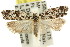  ( - 11ANIC-09699)  @14 [ ] CreativeCommons - Attribution (2011) ANIC/CBG Photography Group Centre for Biodiversity Genomics