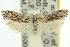  ( - 11ANIC-09706)  @11 [ ] CreativeCommons - Attribution (2011) ANIC/CBG Photography Group Centre for Biodiversity Genomics