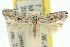  ( - 11ANIC-09707)  @11 [ ] CreativeCommons - Attribution (2011) ANIC/CBG Photography Group Centre for Biodiversity Genomics