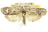  ( - 11ANIC-09737)  @14 [ ] CreativeCommons - Attribution (2011) ANIC/CBG Photography Group Centre for Biodiversity Genomics