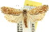  ( - 11ANIC-09743)  @14 [ ] CreativeCommons - Attribution (2011) ANIC/CBG Photography Group Centre for Biodiversity Genomics