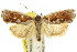  ( - 11ANIC-09747)  @11 [ ] CreativeCommons - Attribution (2011) ANIC/CBG Photography Group Centre for Biodiversity Genomics