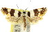  ( - 11ANIC-09765)  @11 [ ] CreativeCommons - Attribution (2011) ANIC/CBG Photography Group Centre for Biodiversity Genomics