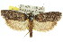  ( - 11ANIC-09780)  @14 [ ] CreativeCommons - Attribution (2011) ANIC/CBG Photography Group Centre for Biodiversity Genomics