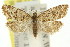  ( - 11ANIC-09787)  @11 [ ] CreativeCommons - Attribution (2011) ANIC/CBG Photography Group Centre for Biodiversity Genomics