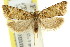  ( - 11ANIC-09794)  @11 [ ] CreativeCommons - Attribution (2011) ANIC/CBG Photography Group Centre for Biodiversity Genomics