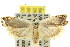  ( - 11ANIC-09896)  @13 [ ] CreativeCommons - Attribution (2011) ANIC/CBG Photography Group Centre for Biodiversity Genomics