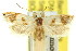  ( - 11ANIC-09915)  @11 [ ] CreativeCommons - Attribution (2011) ANIC/CBG Photography Group Centre for Biodiversity Genomics