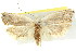  ( - 11ANIC-09930)  @11 [ ] CreativeCommons - Attribution (2011) ANIC/CBG Photography Group Centre for Biodiversity Genomics