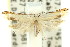  ( - 11ANIC-09966)  @13 [ ] CreativeCommons - Attribution (2011) ANIC/CBG Photography Group Centre for Biodiversity Genomics